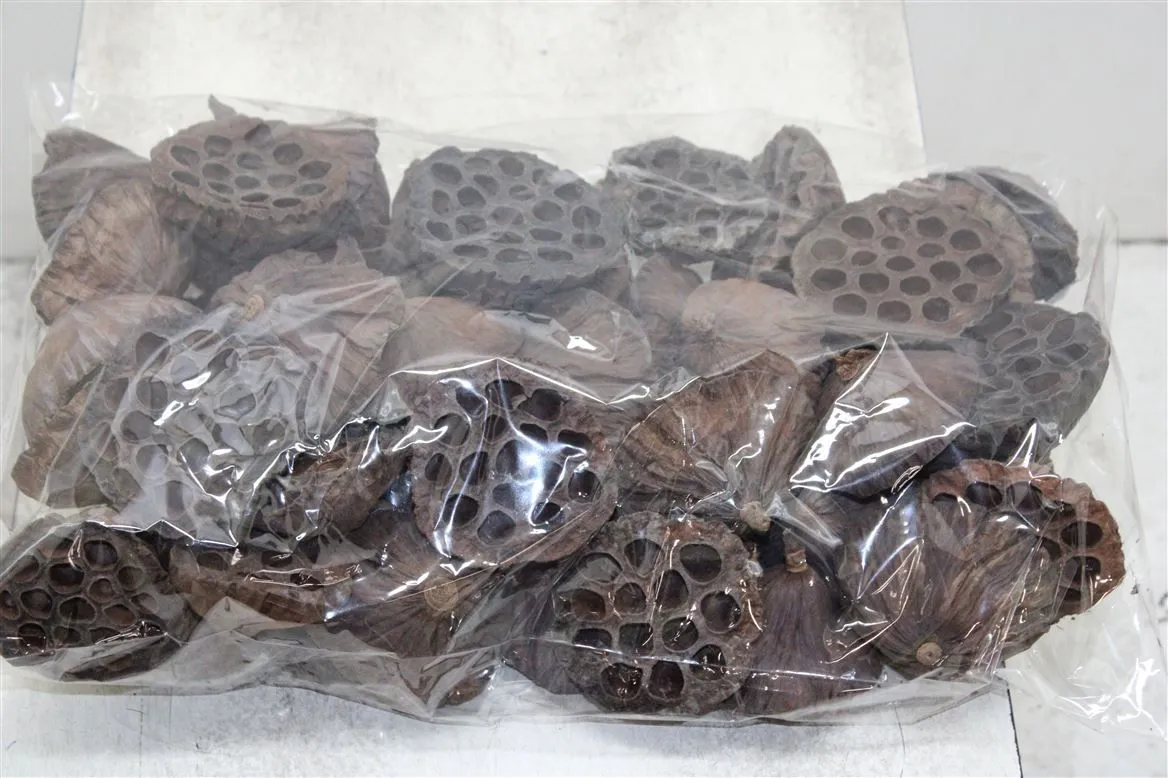Dried Lotus D08/10cm X50