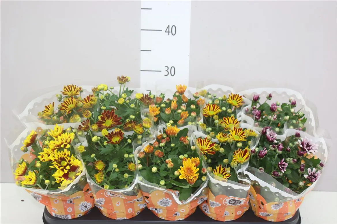 Chrysanth Gemengd Autumn • črepník 12 cm