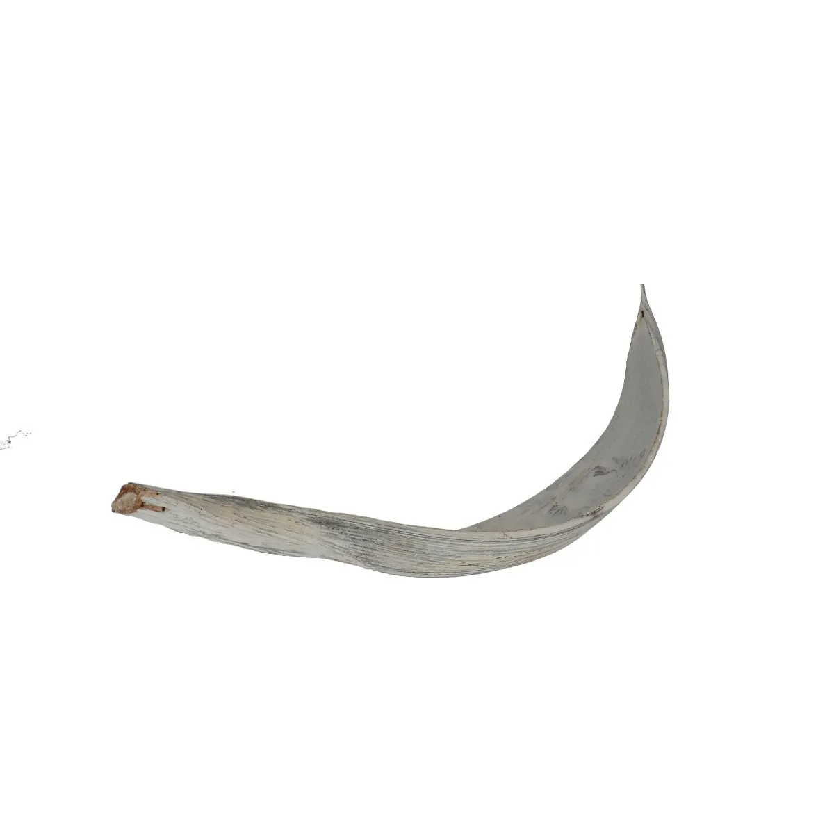 Kokosové listy biele 40 cm