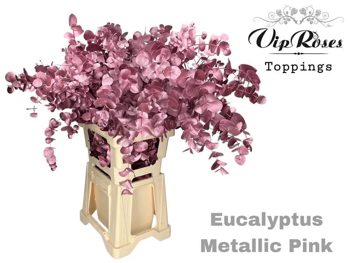 Euca Cinerea Metallic Pink 300gr • 65 cm