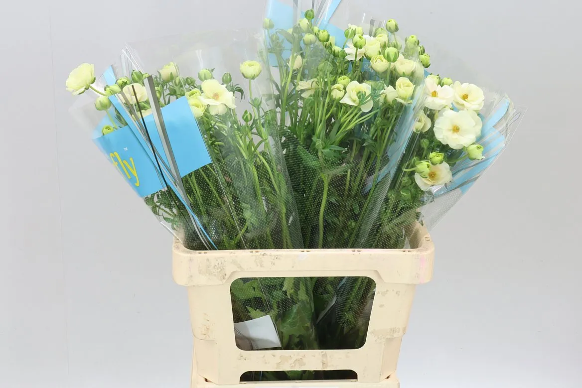 Ranuncul Butterfly Keramos • 60 cm