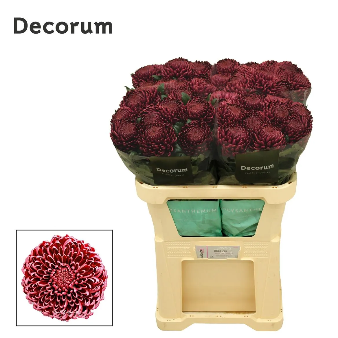 Chryzantéma veľkokvetá Bigoudi Red • 70 cm