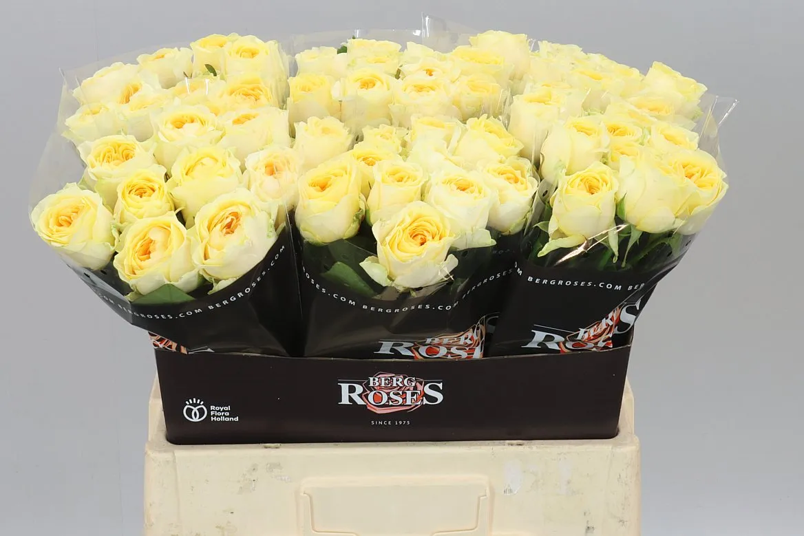 Rosa Gr Buttercup • 60 cm