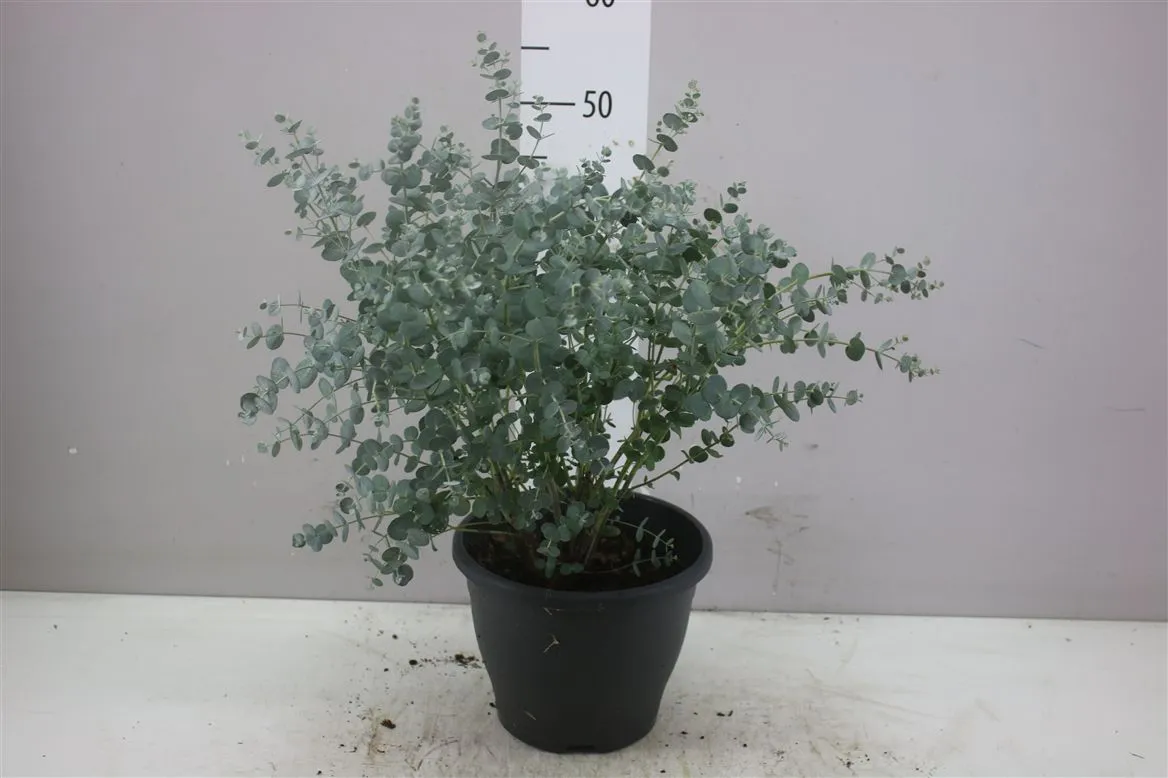Eucalyptus Gunny Blue Ice • črepník 23 cm