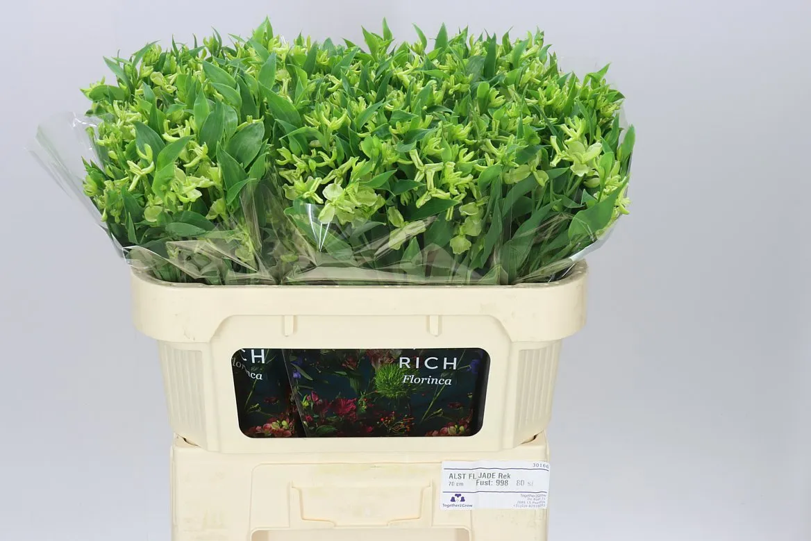 Alstro Charmelia Jade • 70 cm
