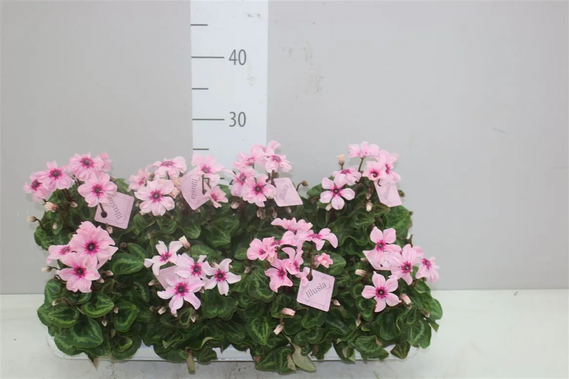 Cyclamen Kl Illusia • črepník 10,5 cm