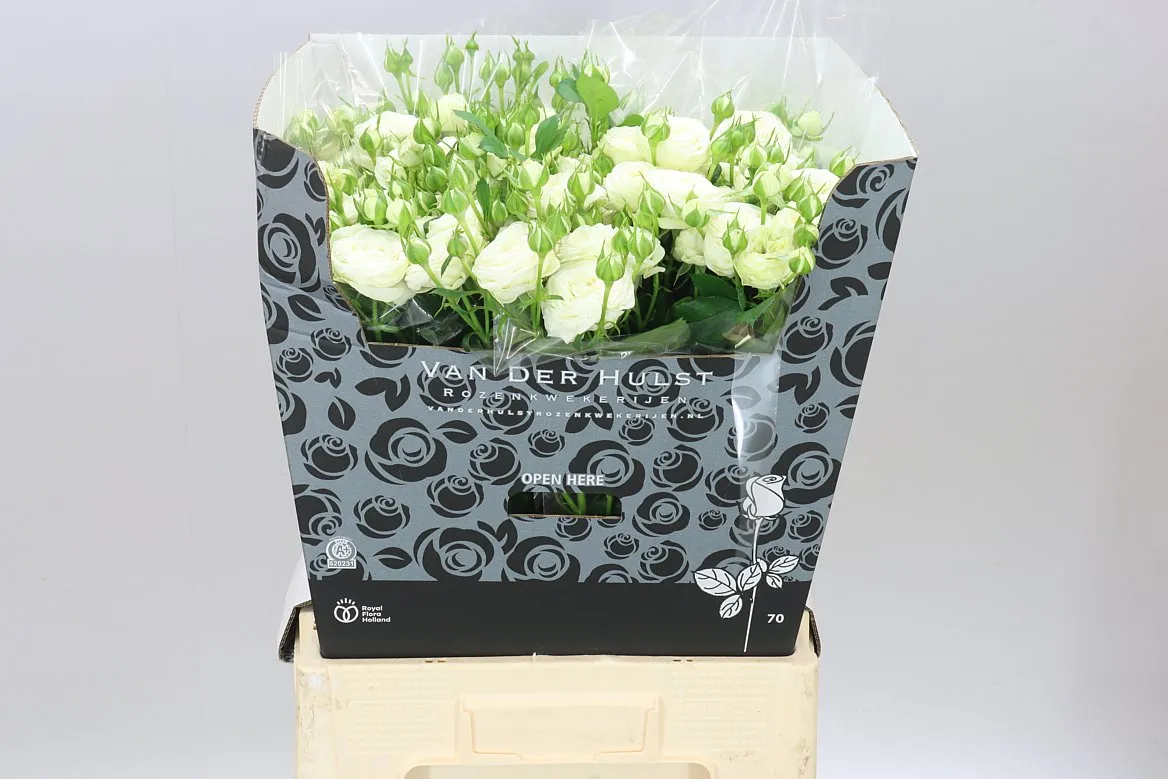 Ruža trsová Sno Trendsetter X5 • 70 cm