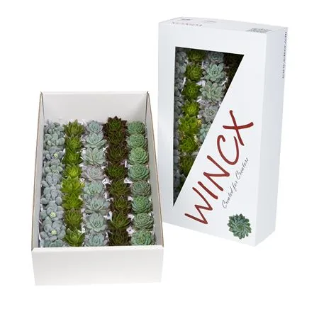 Echeveria Wincx Mix • 5 cm