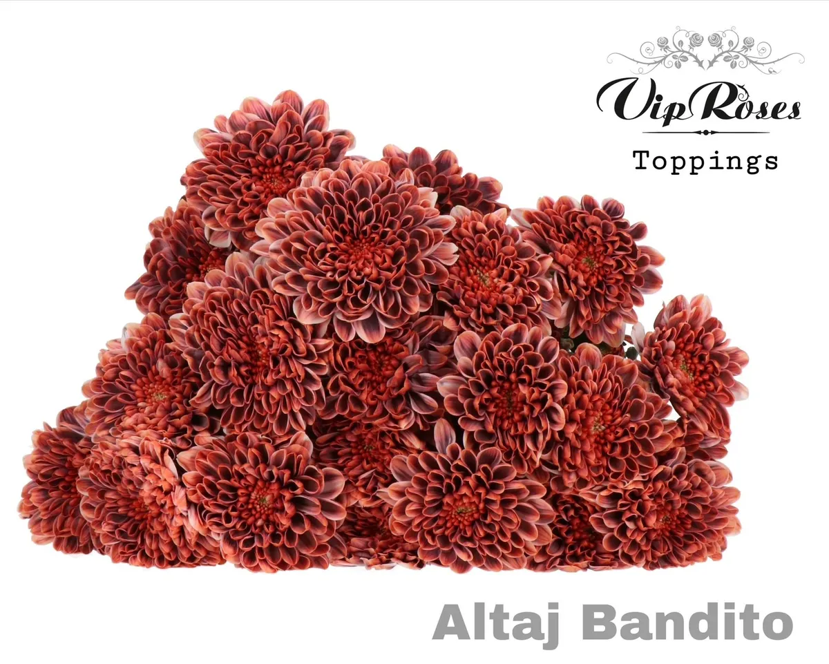 Chr T Altaj Bandito • 65 cm