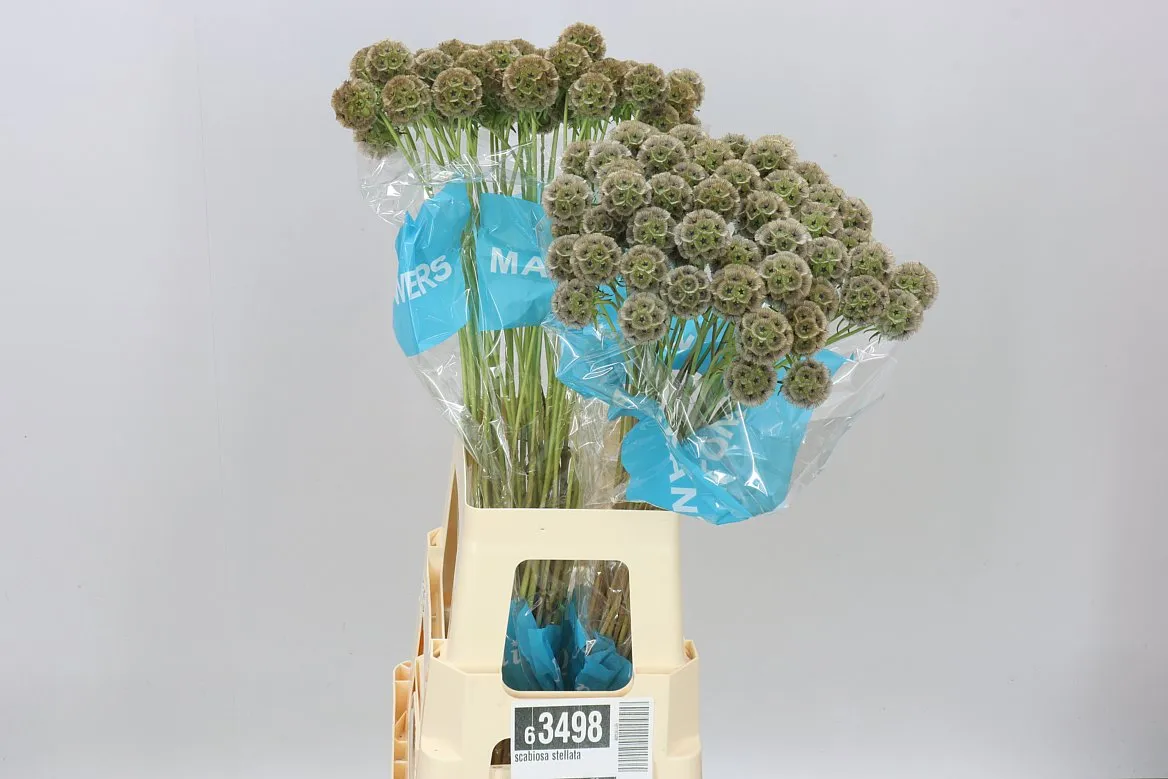 Scabiosa Stellata • 70 cm