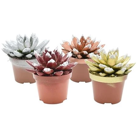 Echeveria X Mas Tripple mix • črepník 10,5 cm