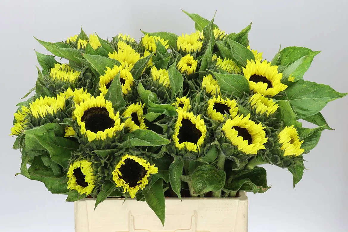 Helianthus Sunrich Light • 65 cm