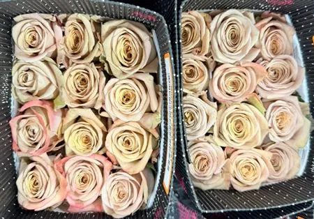 Rosa Gar Mocca • 50 cm