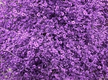 Gypsofila Million Star farbená Milka