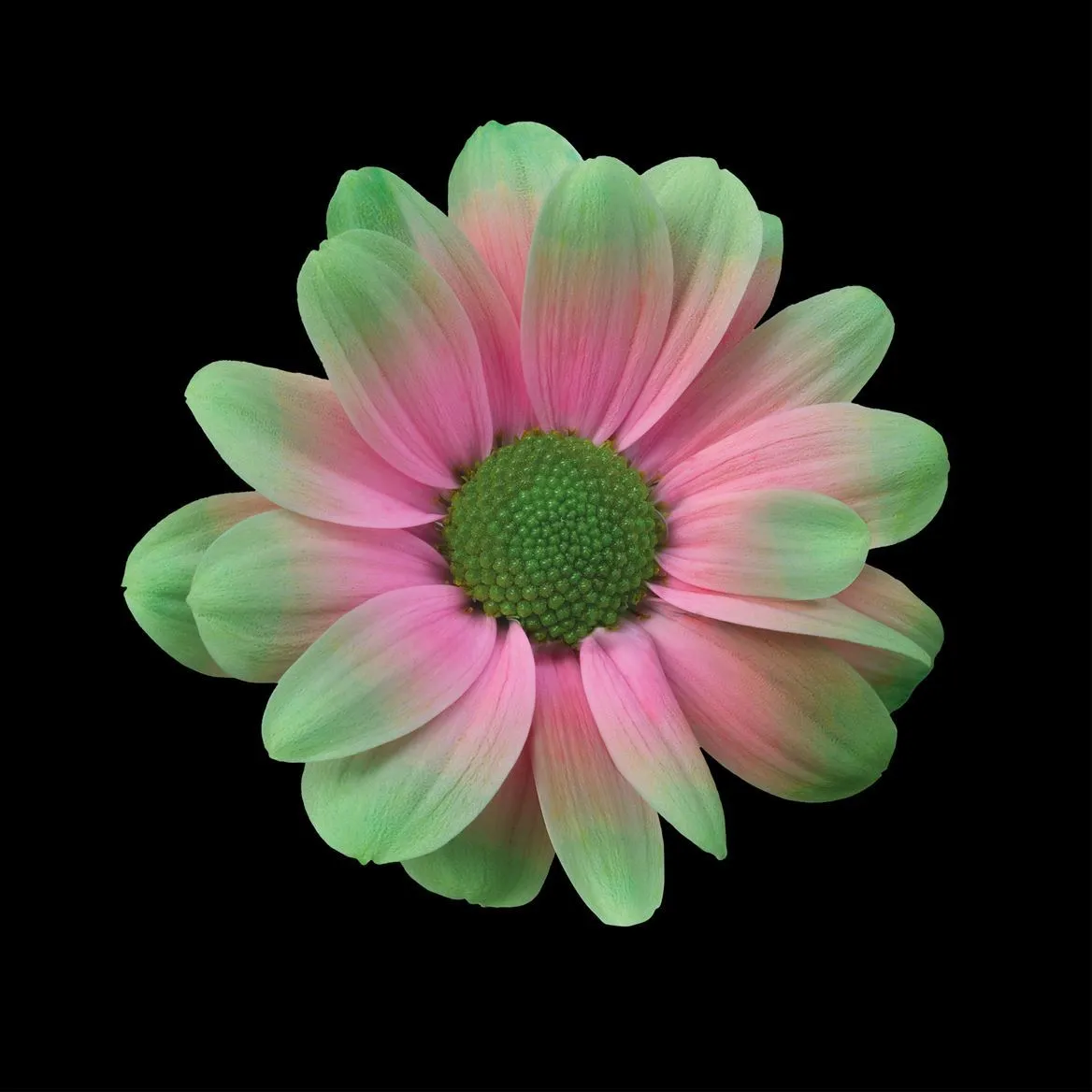 Chryzantéma trsová Kennedy Bubblicious • 70 cm