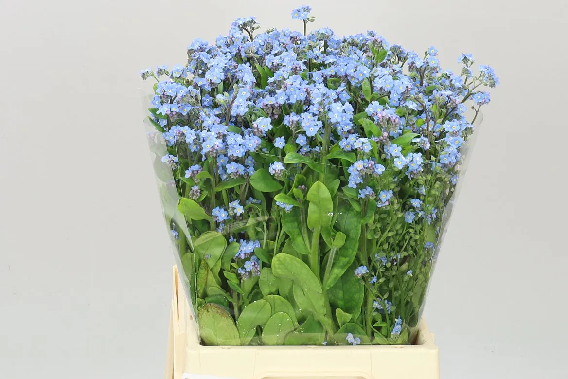 Myosotis • 40 cm