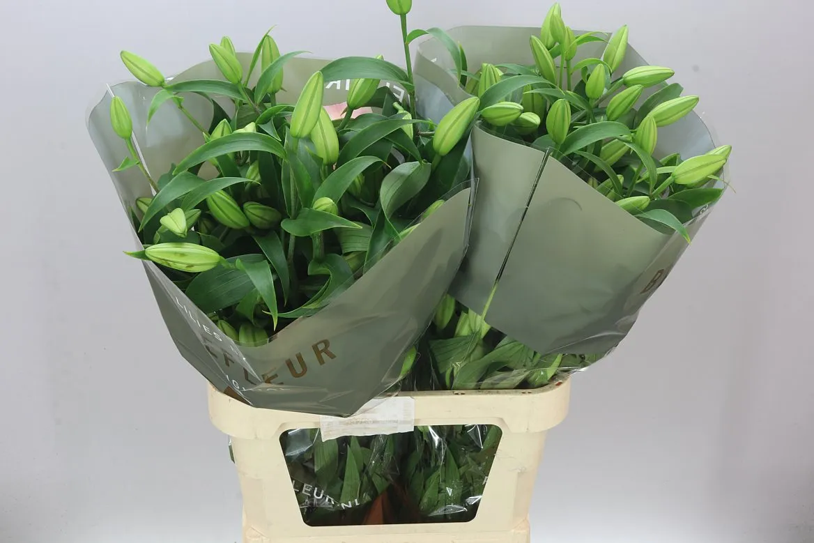 Lil Or Zelmira • 95 cm