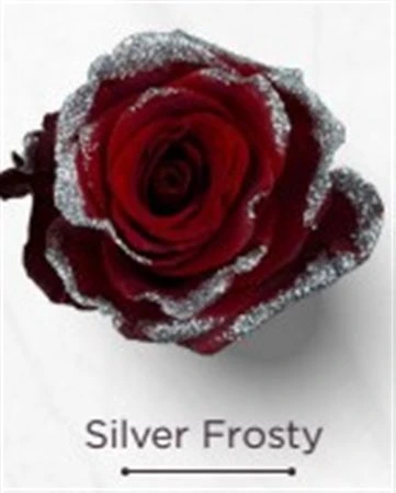 Ruža farbená Silver Frosty, Ekvádor • 50 cm