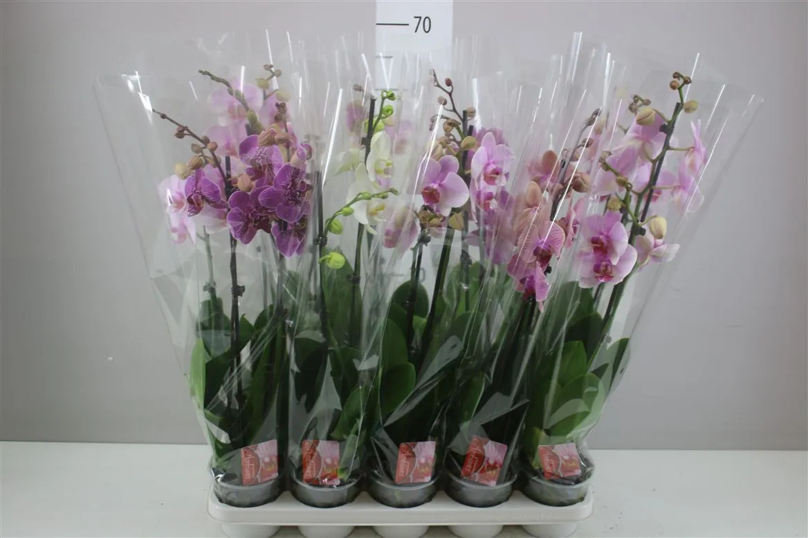 Phal Gemengd 2 Tak 16+ • črepník 12 cm