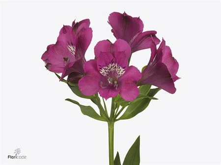 Alstroméria Casanova Xl • 75 cm