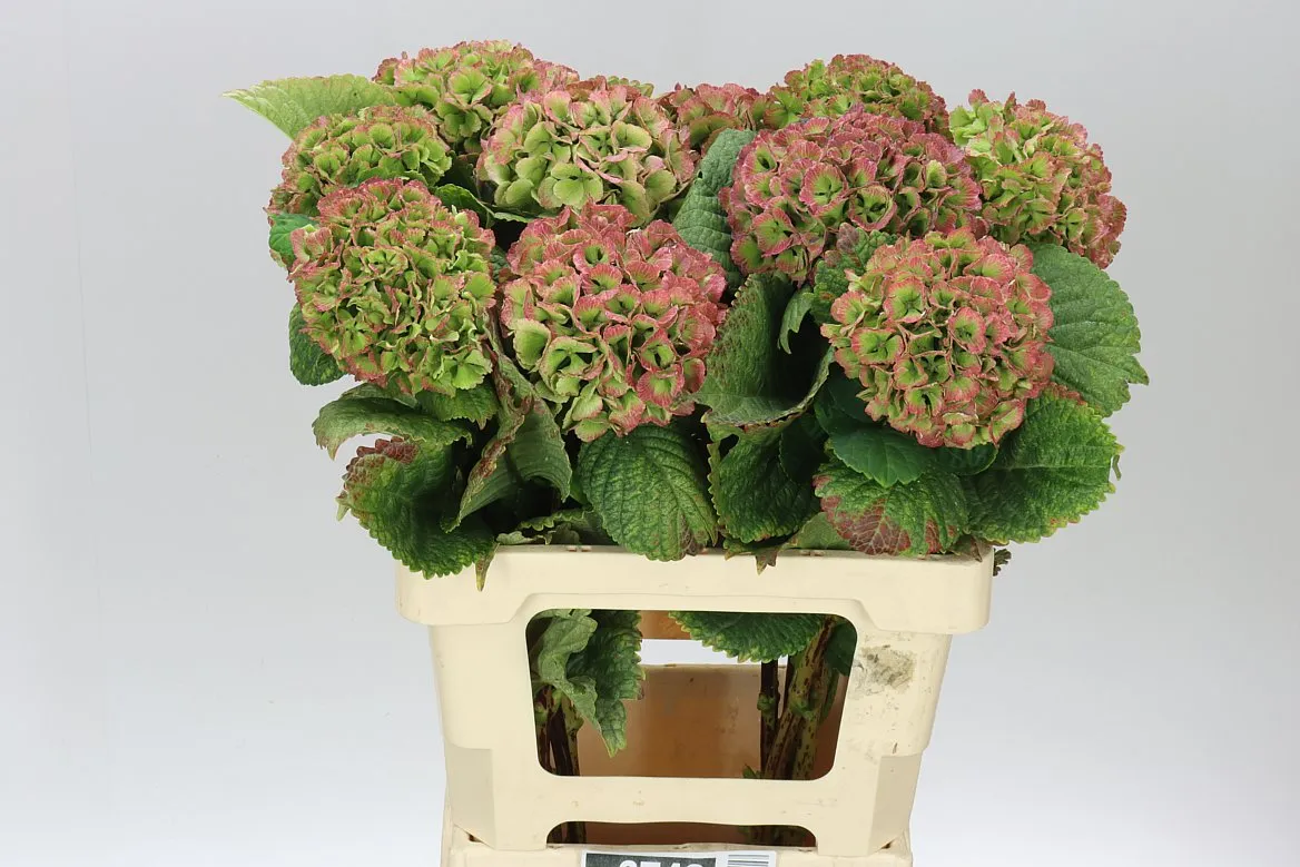 Hortenzia Lolly Pop Green Red Classic • 60 cm