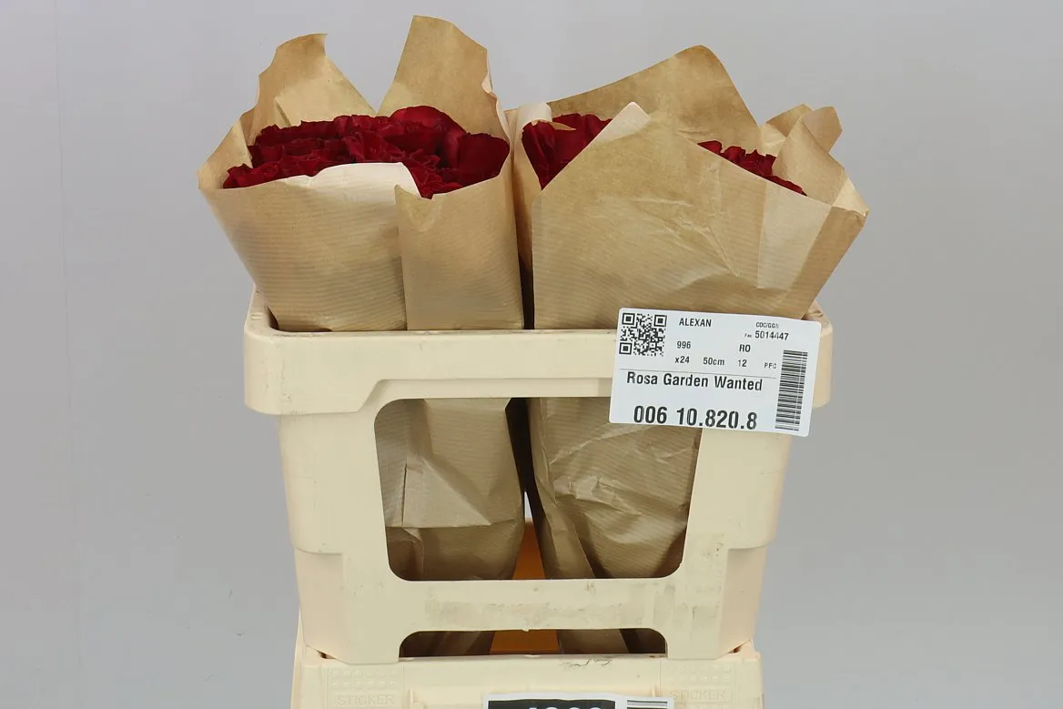 Rosa Gar Wanted • 50 cm