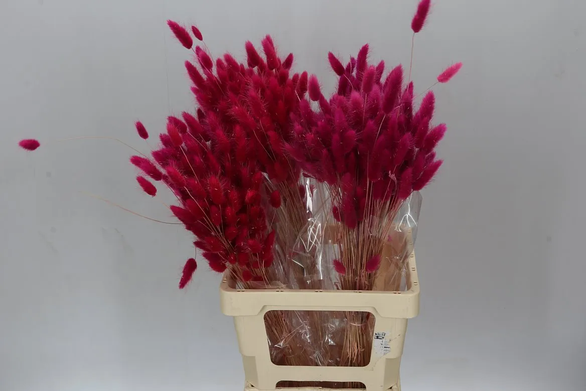 Lagurus Fuxia / Cerise, sušené • 65 cm