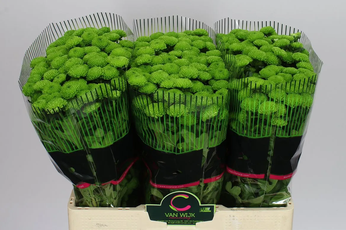 Sant Country • 55 cm