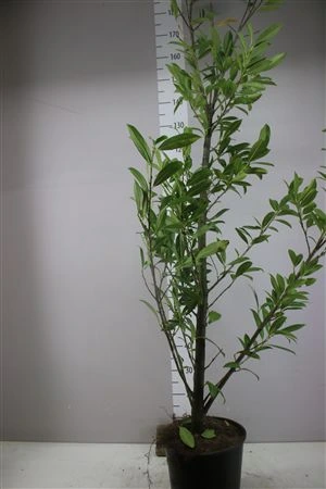 Prunus La Caucasia • črepník 26 cm