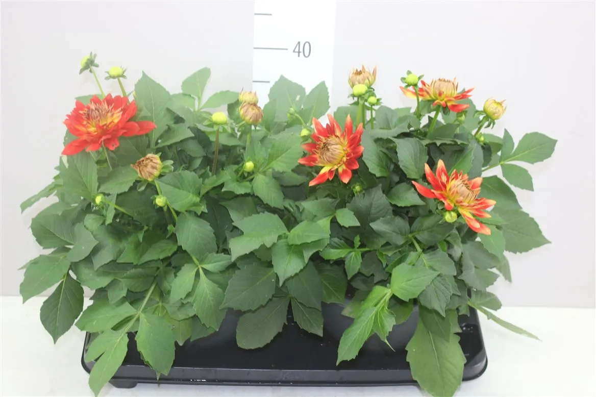 Dahlia L Magic Fun Flame • črepník 23 cm