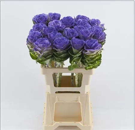 Brassica Painted Lilac Glitter • 60 cm