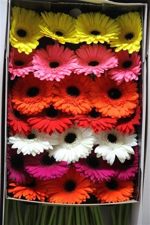 Gerbera mix Russia • 45 cm