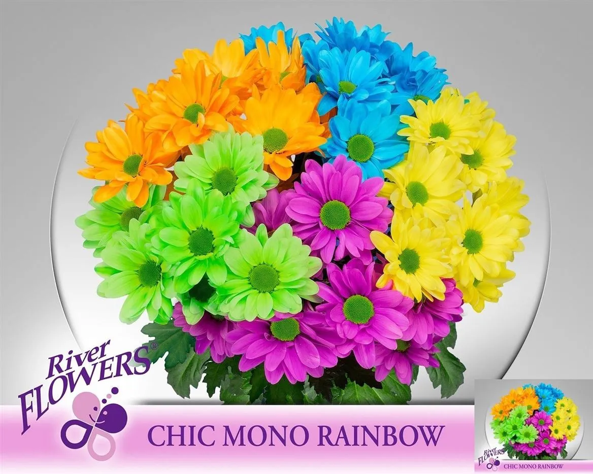 Chr T Chic Rainbow • 70 cm