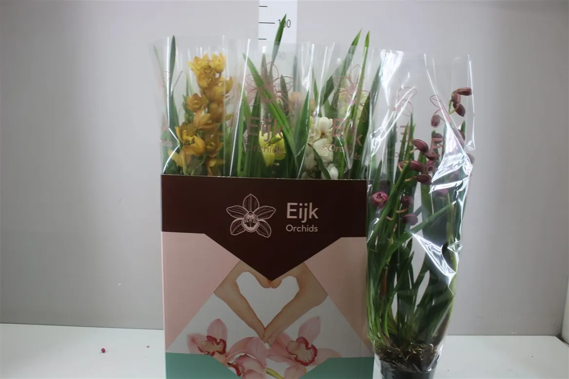 Orchidea Cymbidium mix, 2 výhony • črepník 14 cm