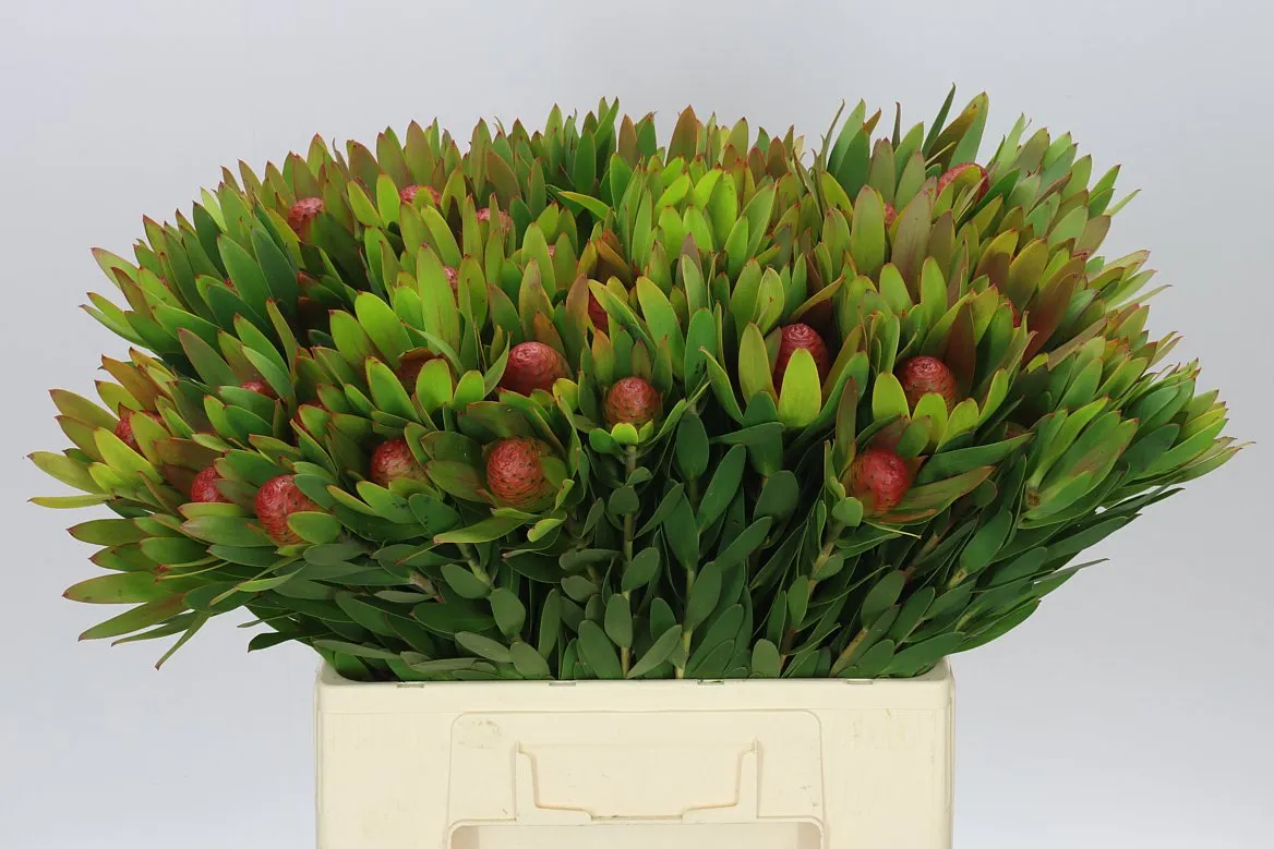 Leucadendron Ayoba Sky • 60 cm
