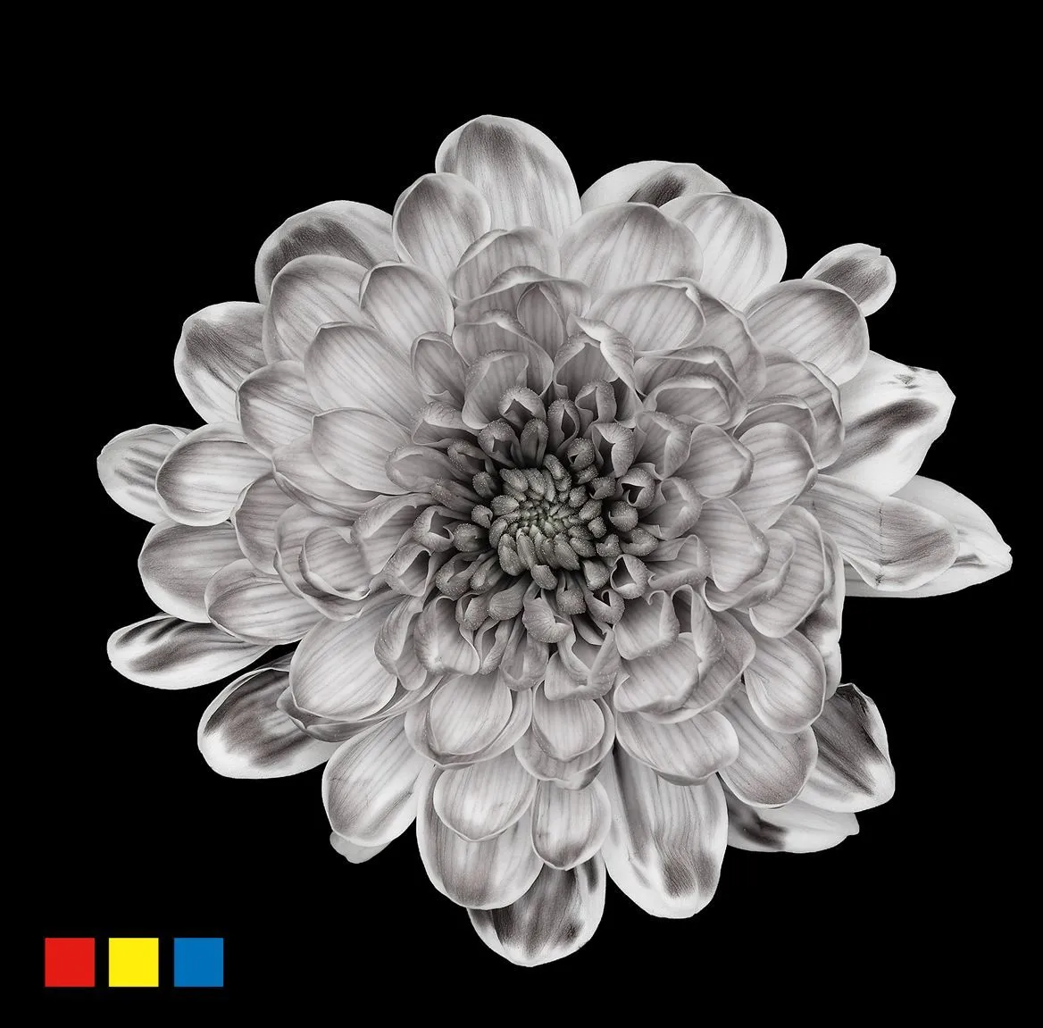 Chryzantéma trsová Altaj Grey • 70 cm