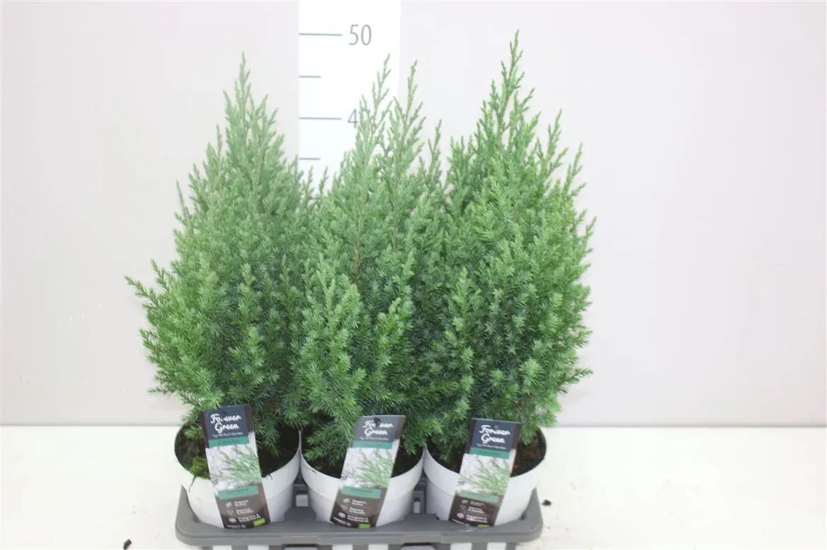 Juniperus Ch Stricta • črepník 14 cm