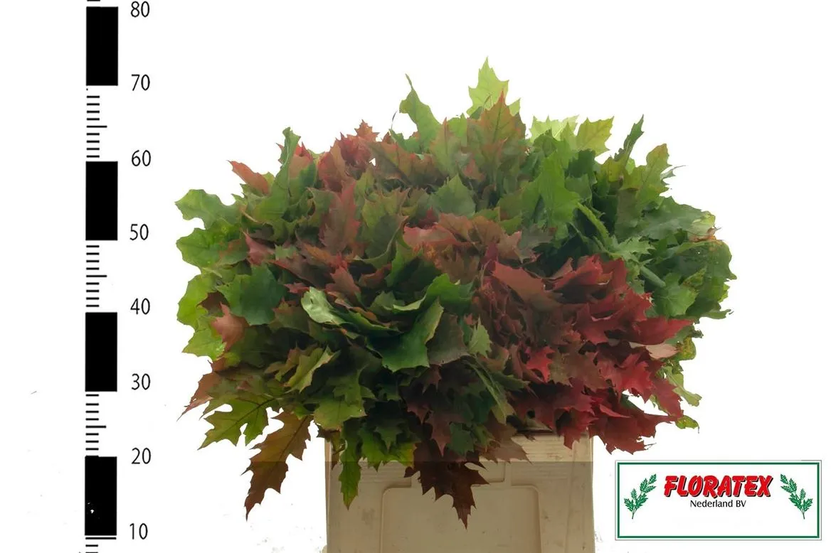 Quercus Rubra • 60 cm