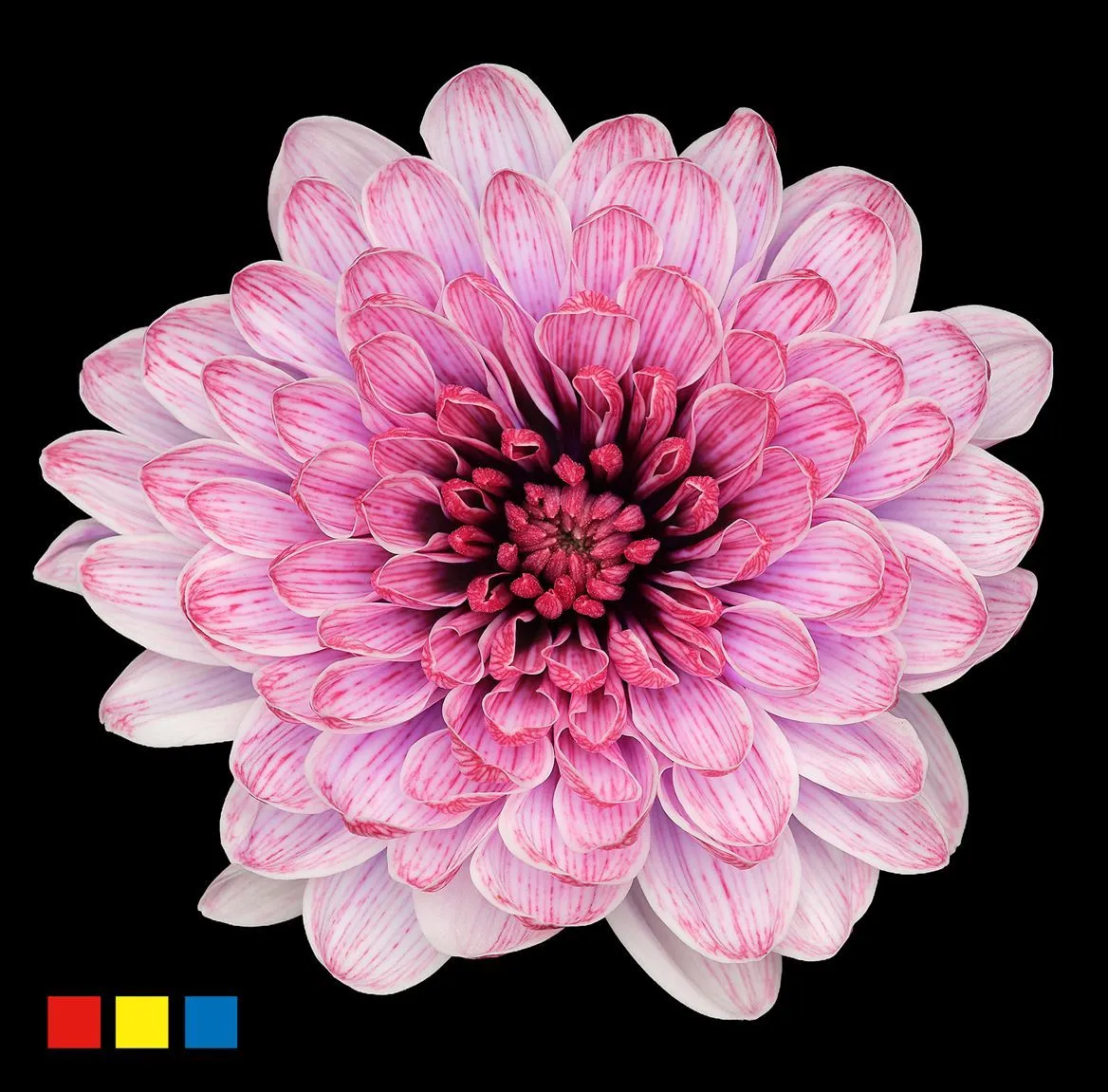 Chryzantéma trsová Altaj Passion • 70 cm