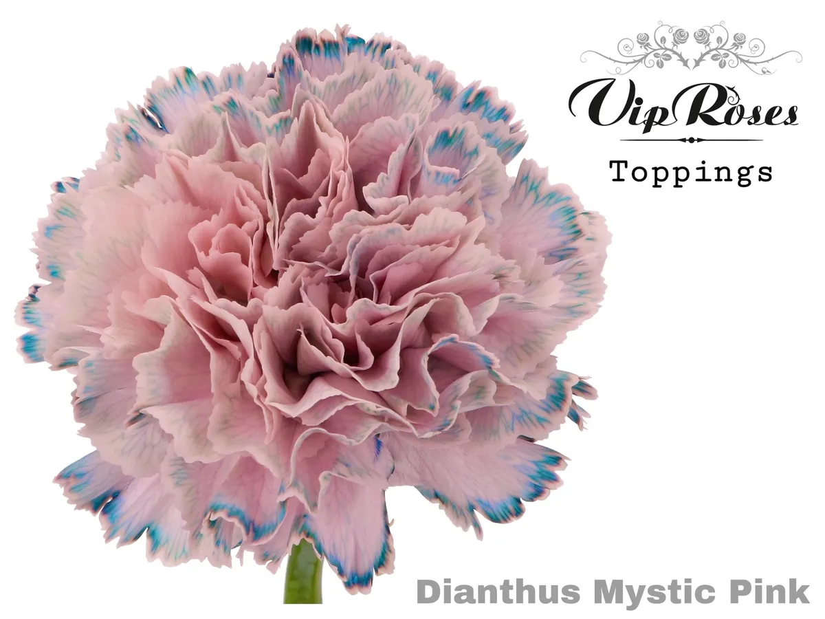 Karafiát Mystic Pink • 60 cm