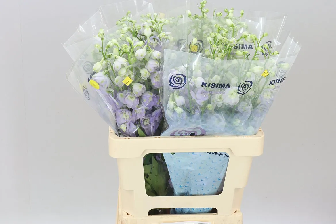 Stračonôžka Elatum Fountain Lavender • 60 cm