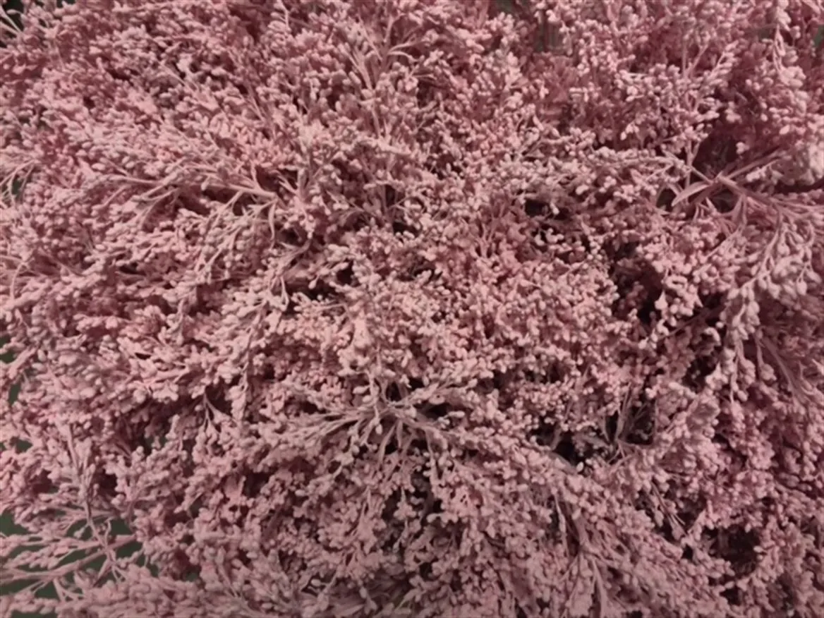 Solidago farbená Pink Pale • 80 cm