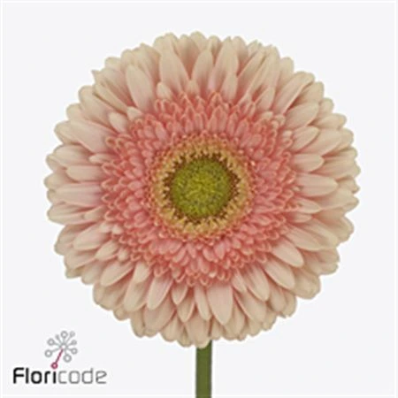 Gerbera Carlita • 45 cm