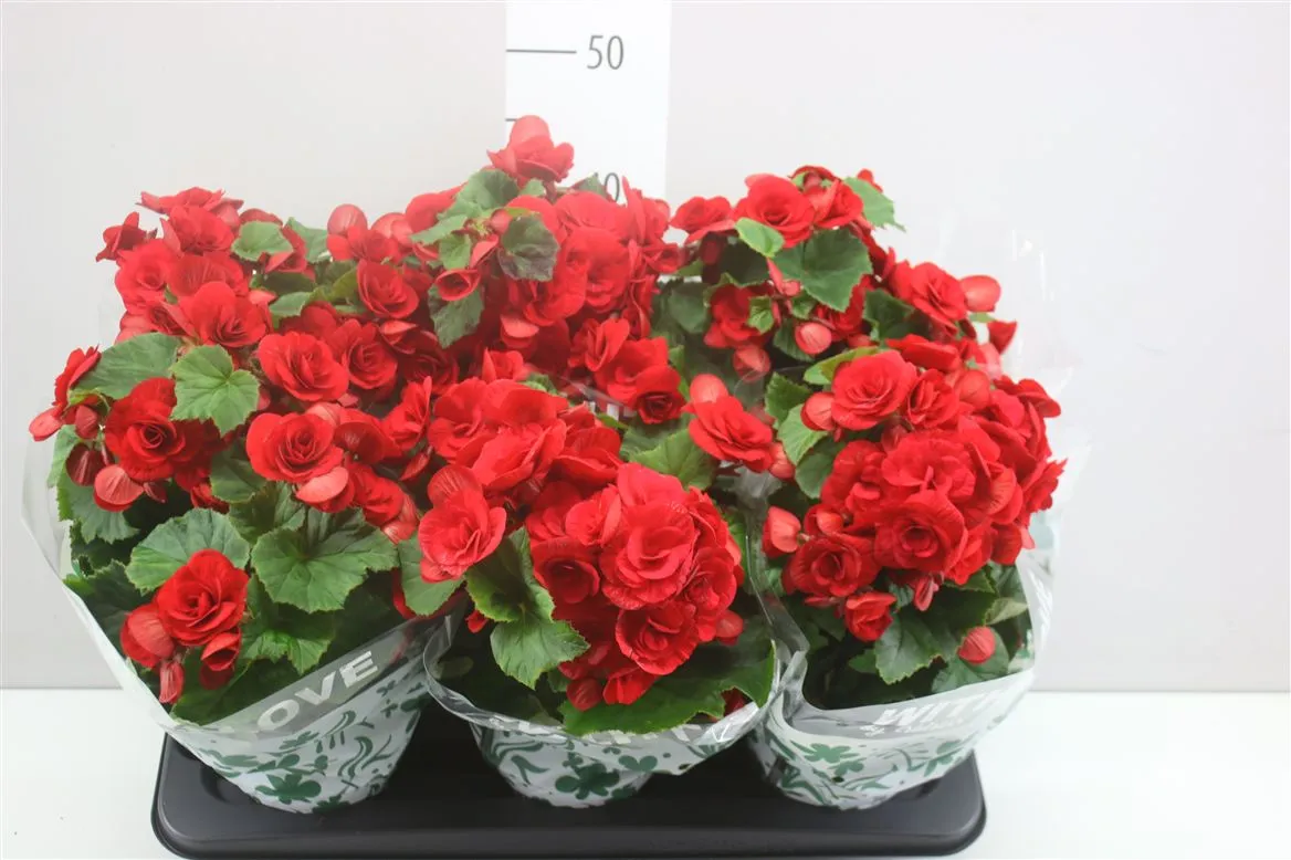 Begonia Du Baladin Rijp A2 • črepník 13 cm