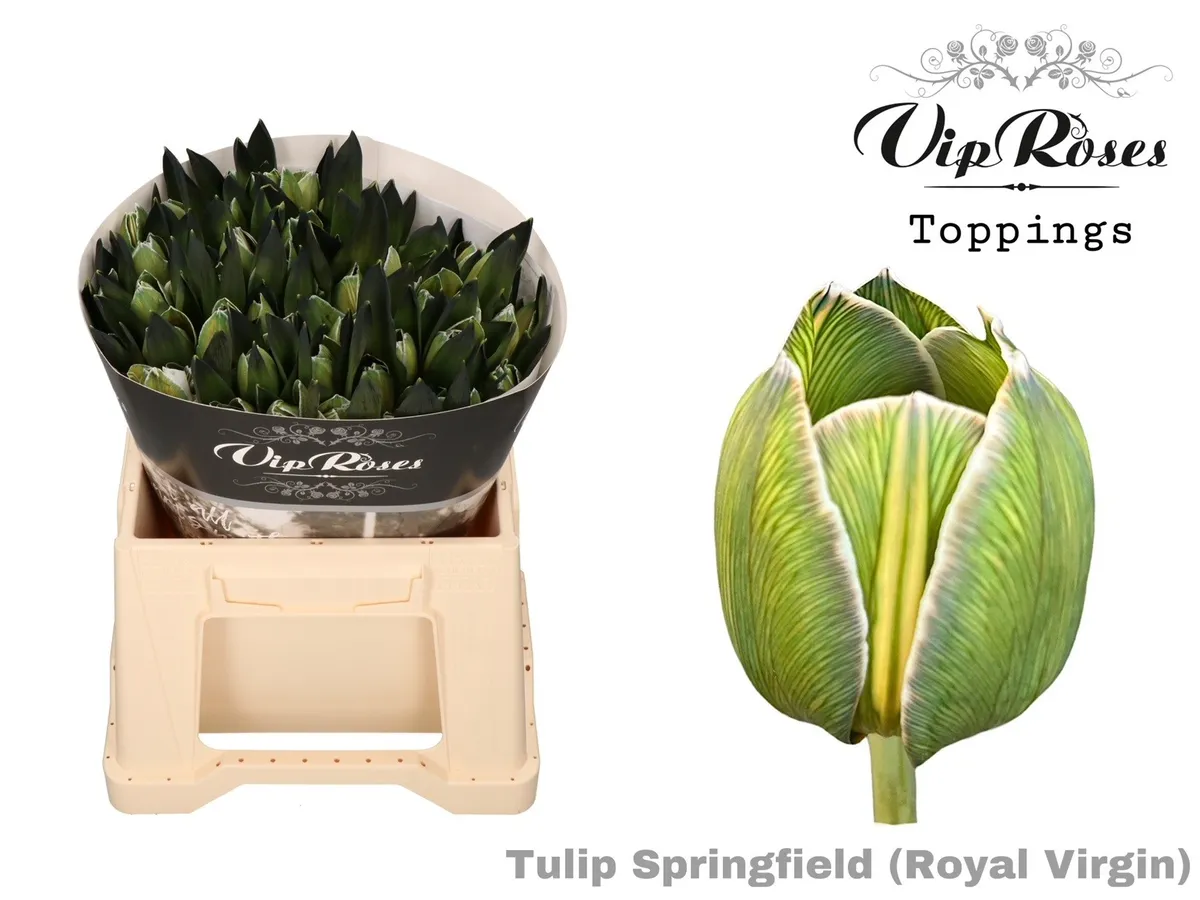 Tu En Rv Springfield • 38 cm