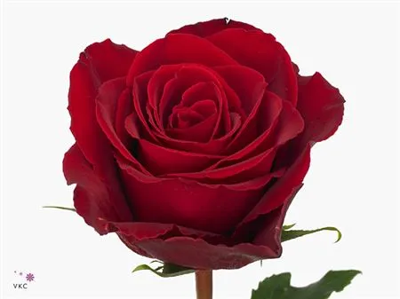 Rosa Gr Madam Red • 40 cm