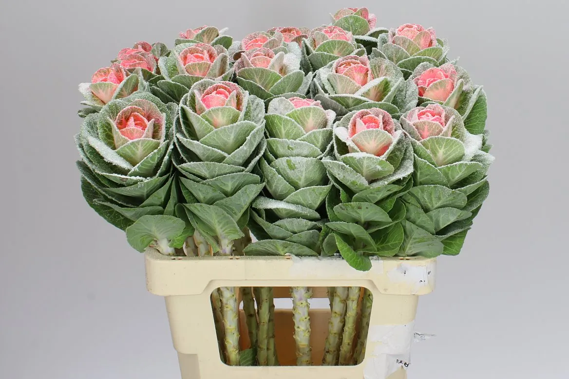 Brassica Powdered Marshmellow • 60 cm