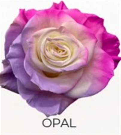 Ruža farbená Opal, Ekvádor • 50 cm