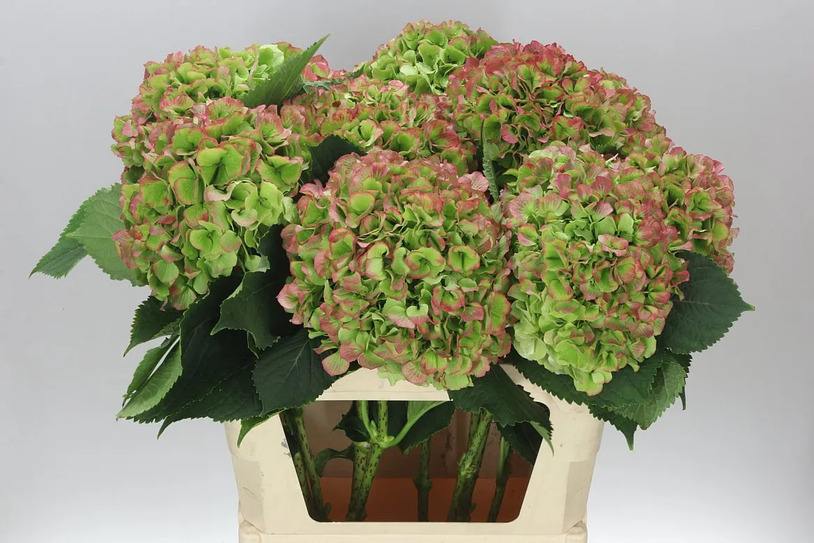 Hydrangea Verena Green Red Classic • 80 cm