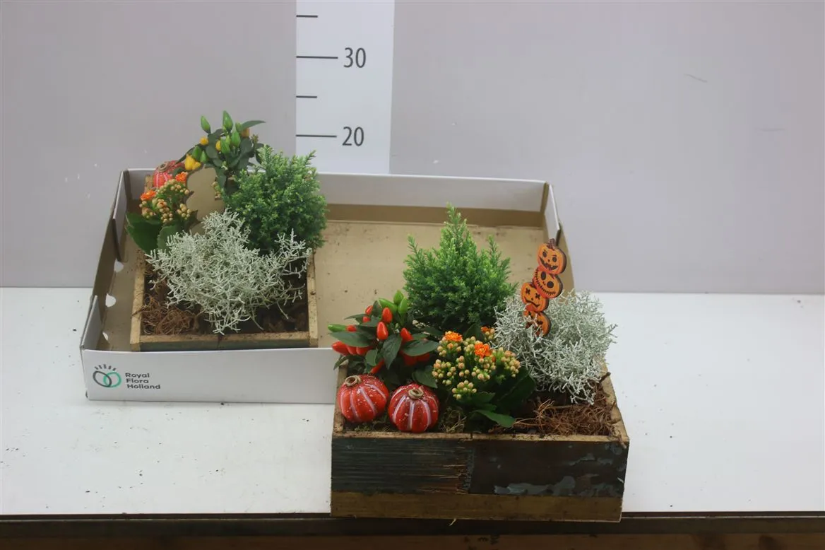 Arr Tuinplanten In Houten Bak Rechthoek • črepník 25 cm